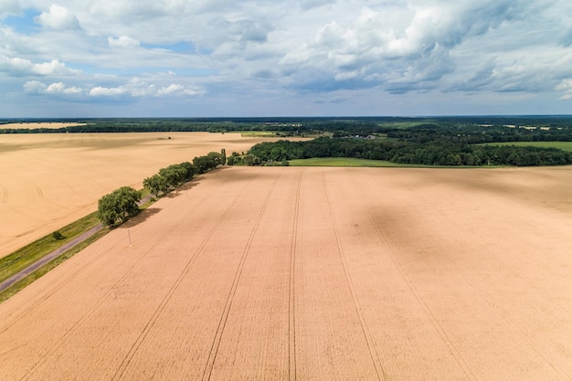 Vista aérea del paisaje del campo de trigo maduro en Ucrania Concepto de producción agrícola