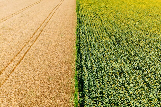 Vista aérea del paisaje de campos agrícolas cultivados amarillos con cultivos de trigo en crecimiento ...