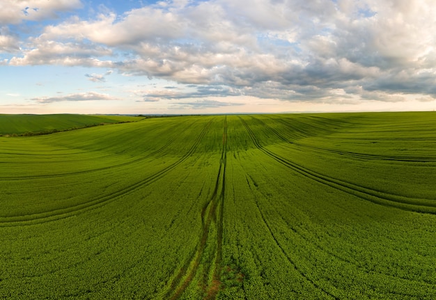 Foto vista aérea del paisaje de campos agrícolas cultivados verdes con cultivos en crecimiento en un brillante día de verano.