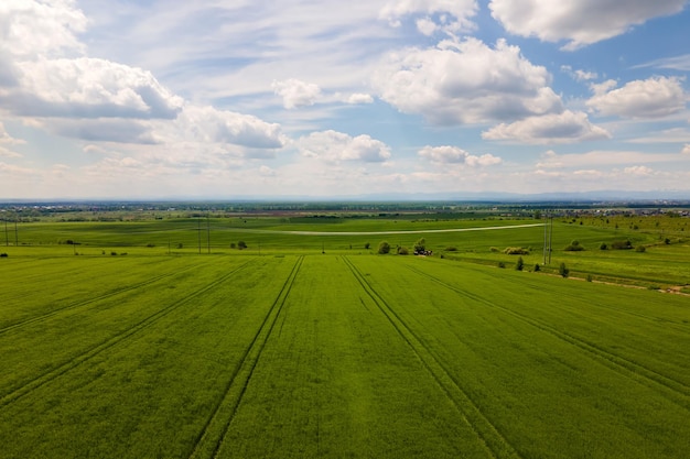 Vista aérea del paisaje de campos agrícolas cultivados verdes con cultivos en crecimiento en un brillante día de verano