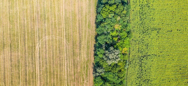 Vista aérea del paisaje con colza amarilla, campos agrícolas de maíz de trigo, primavera.