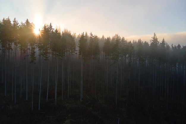 Vista aérea de un paisaje increíble con haces de luz que brillan a través de un bosque oscuro y neblinoso con pinos al amanecer de otoño Hermoso bosque salvaje al amanecer