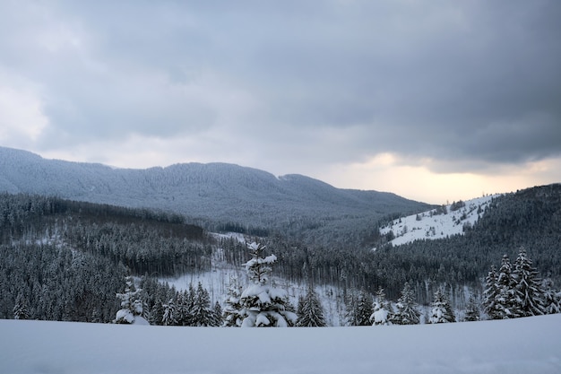 Vista aérea del paisaje invernal con colinas cubiertas de pinos de hoja perenne después de fuertes nevadas en la fría noche tranquila.