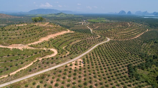 Vista aérea palmera