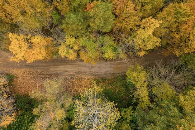 Vista aérea panorâmica de um caminho sinuoso de caminhada em uma floresta de outono. caminho de caminhada na floresta de cima, vista do drone.