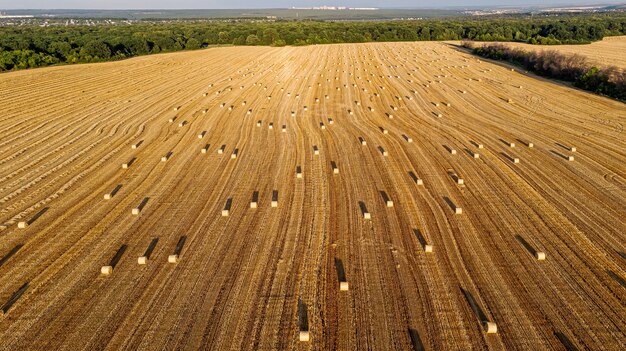 Vista aérea panorâmica por cima de uma paisagem de verão amarelo e dourado do campo agrícola ceifado de centeio.