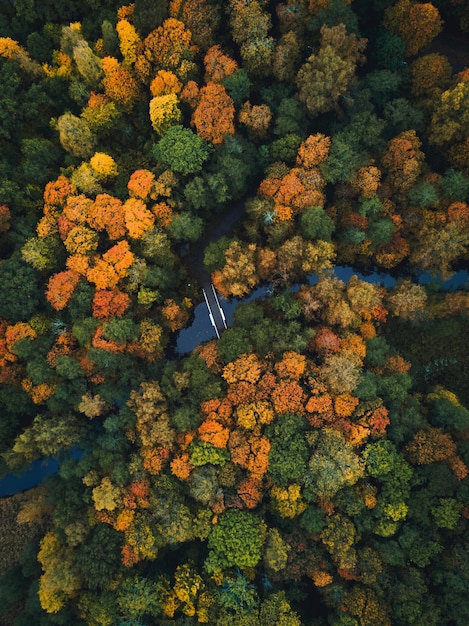 Foto vista aérea de una pasarela sobre un río en el bosque durante el otoño