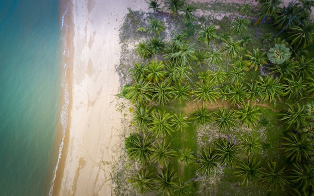 Vista aérea de un patrón de plantación de palmeras de coco y océano