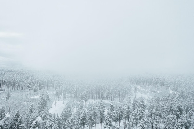 Vista aérea de pinos cubiertos de nieve en un bosque durante el invierno