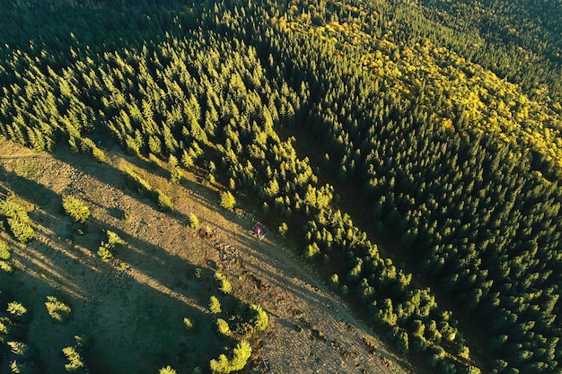 Vista aérea de pinos mixtos oscuros y bosques exuberantes con marquesinas de árboles verdes y amarillos en bosques de montaña de otoño