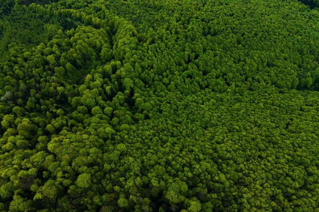 Vista aérea de pinos mixtos oscuros y frondosos bosques con copas de árboles verdes.