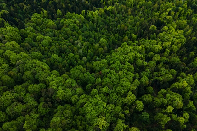 Vista aérea de pinos mixtos oscuros y frondosos bosques con copas de árboles verdes.