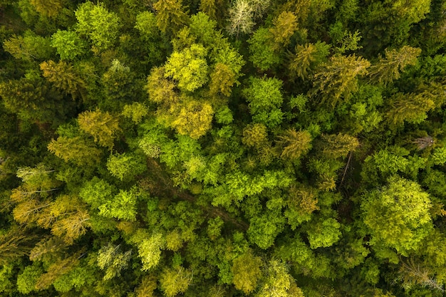 Vista aérea de pinos mixtos oscuros y frondosos bosques con copas de árboles verdes.