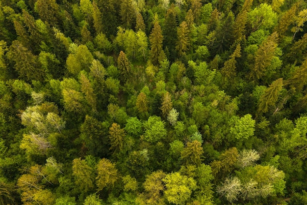 Vista aérea de pinos mixtos oscuros y frondosos bosques con copas de árboles verdes.