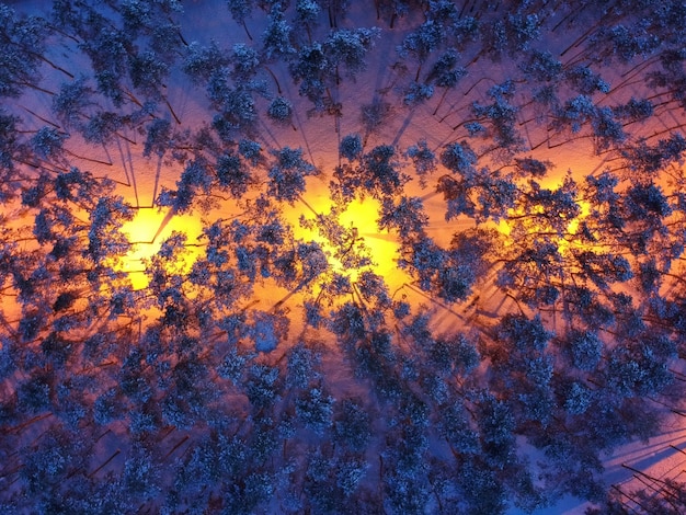 Vista aérea de pinos nevados y farolas en la noche