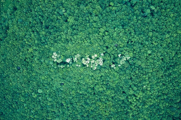 Vista aérea plana de arriba hacia abajo del bosque oscuro y exuberante con copas de árboles verdes florecientes en primavera