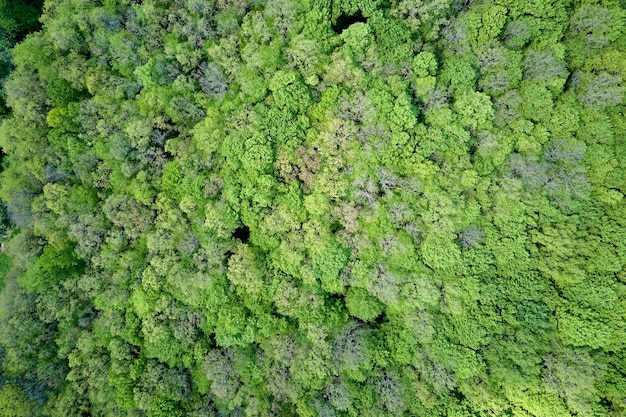 Vista aérea plana de arriba hacia abajo del bosque oscuro y exuberante con copas de árboles verdes en verano