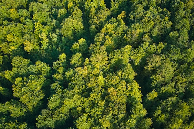 Vista aérea plana de arriba hacia abajo del exuberante bosque oscuro con copas de árboles verdes en verano.