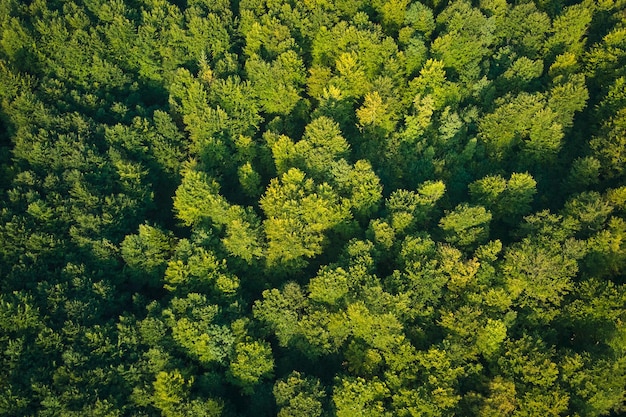 Vista aérea plana de arriba hacia abajo del exuberante bosque oscuro con copas de árboles verdes en verano