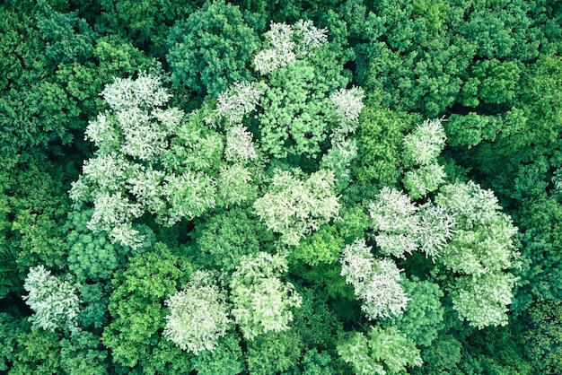 Vista aérea plana de cima para baixo da floresta escura e exuberante com copas de árvores verdes florescendo na primavera