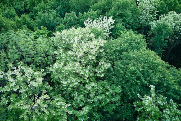 Vista aérea plana de cima para baixo da floresta escura e exuberante com copas de árvores verdes florescendo na primavera