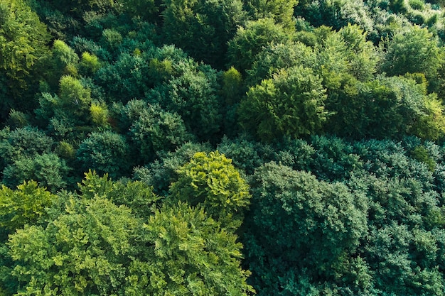 Vista aérea plana de cima para baixo da floresta escura exuberante com copas de árvores verdes no verão.