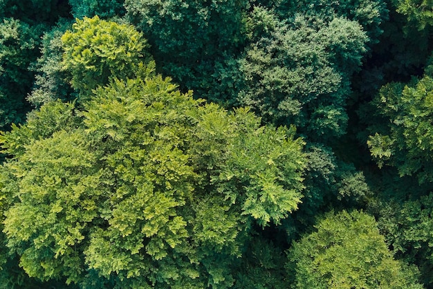 Vista aérea plana de cima para baixo da floresta escura exuberante com copas de árvores verdes no verão.