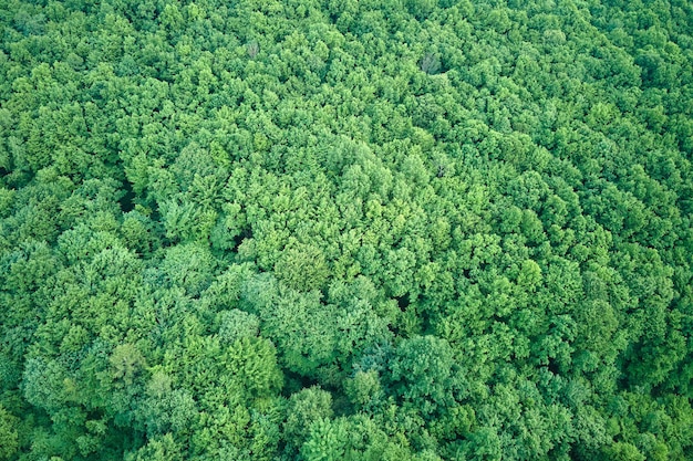 Vista aérea plana de cima para baixo de floresta escura e exuberante com copas verdes de árvores no verão