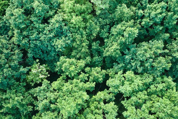 Vista aérea plana de cima para baixo de uma floresta exuberante e verde com copas de árvores verdes no verão