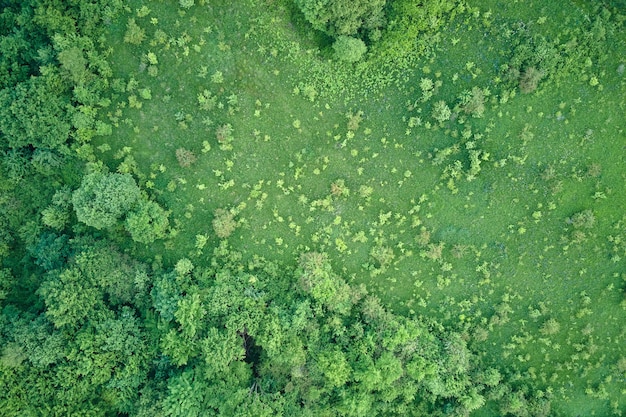 Vista aérea plana de cima para baixo de uma floresta exuberante e verde com copas de árvores verdes no verão