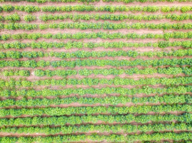 Vista aérea de la plantación de mandioca en Tailandia.