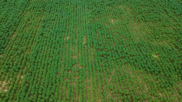 Vista aérea de la plantación de mandioca