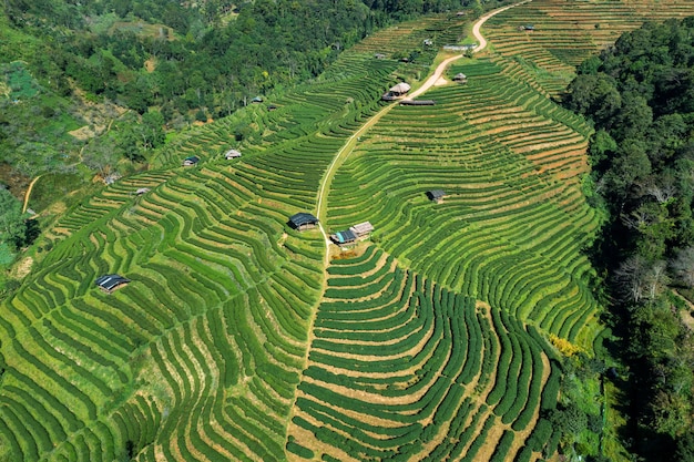 Vista aérea de la plantación de té en Chiang Mai, Tailandia