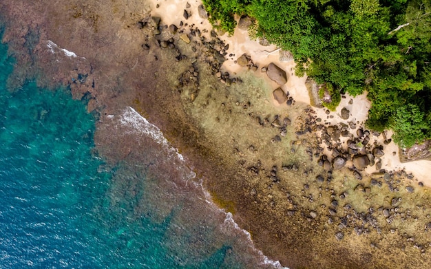 Una vista aérea de una playa con un árbol verde en primer plano