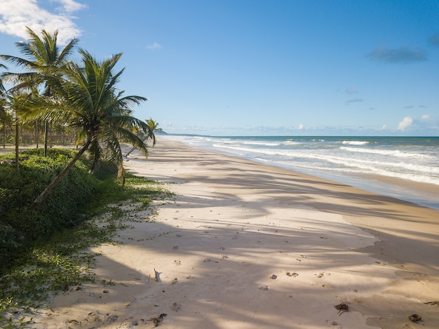 Foto vista aérea playa desierta con cocoteros en la costa de bahia brasil.