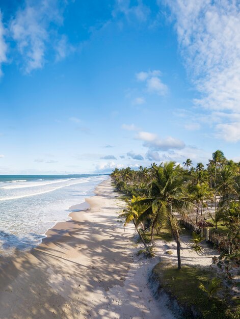 Vista aérea playa desierta con cocoteros en la costa de bahia brasil.