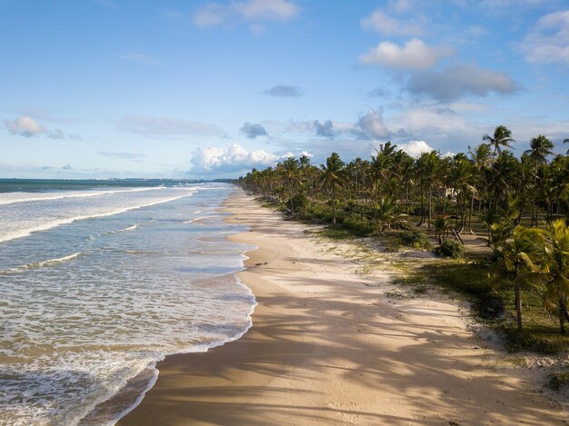 Vista aérea playa desierta con cocoteros en la costa de bahia brasil.