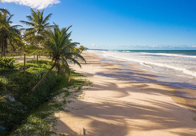 Vista aérea playa desierta con cocoteros en la costa de bahia brasil.