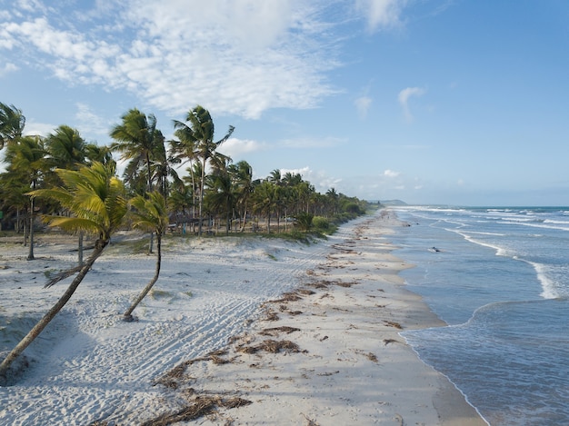 Vista aérea de la playa desierta con cocoteros