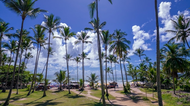 Vista aérea de la playa de Itacare Bahía Brasil Hermosos cocoteros y palmeras con la playa al fondo