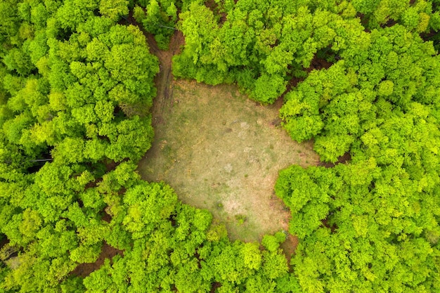 Vista aérea de un prado en un bosque verde