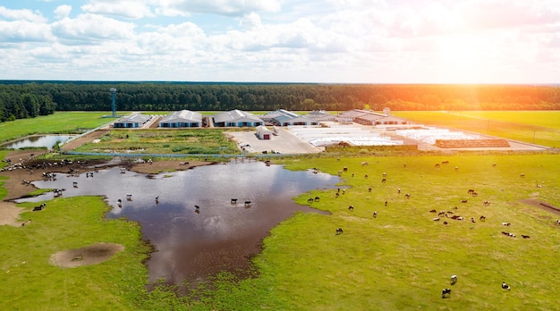 Vista aérea del rebaño de vacas pastando en el campo de pasto vista superior drone pov en el campo de hierba estas vacas generalmente se usan para la producción de lácteos