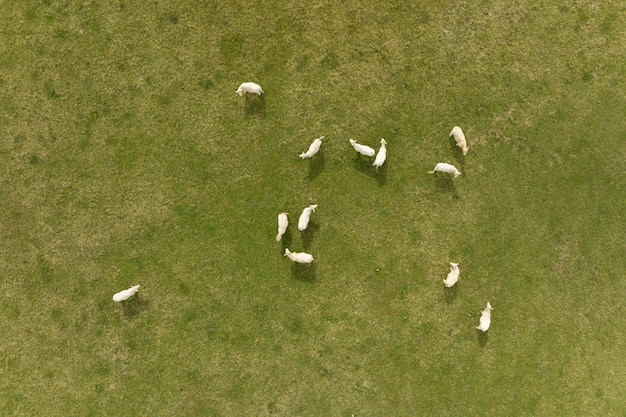 Vista aérea del rebaño de vacas pastando en el campo de tierras de cultivo