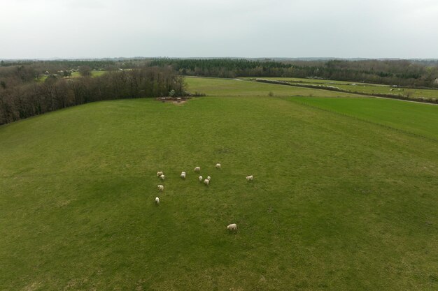 Vista aérea del rebaño de vacas pastando en el campo de tierras de cultivo