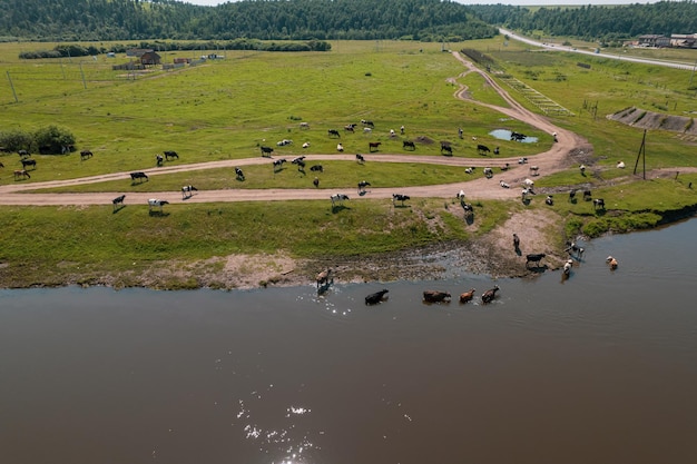 Vista aérea del rebaño de vacas que pastan en el campo de pasto, vista superior del drone pov, en el campo de hierba, estas vacas se utilizan generalmente para la producción de lácteos.