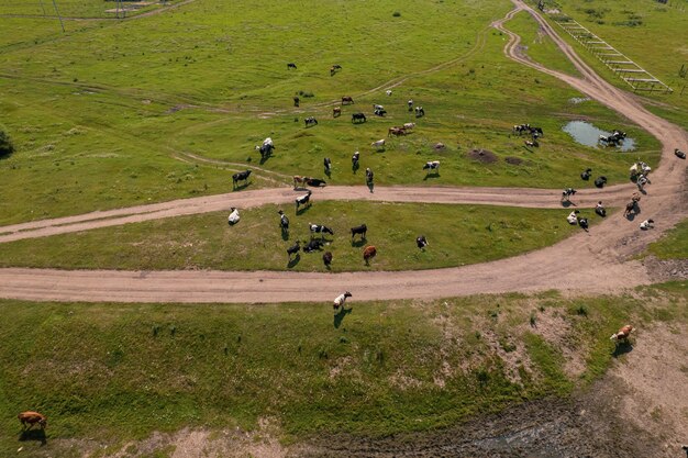 Vista aérea del rebaño de vacas que pastan en el campo de pasto, vista superior del drone pov, en el campo de hierba, estas vacas se utilizan generalmente para la producción de lácteos.