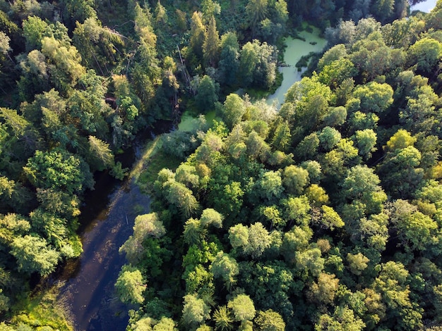 Vista aérea del río y el bosque verde