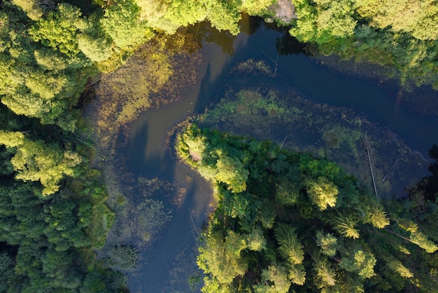 Vista aérea del río y el bosque verde