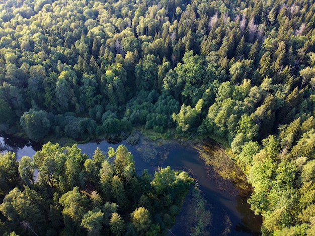 Vista aérea del río y el bosque verde