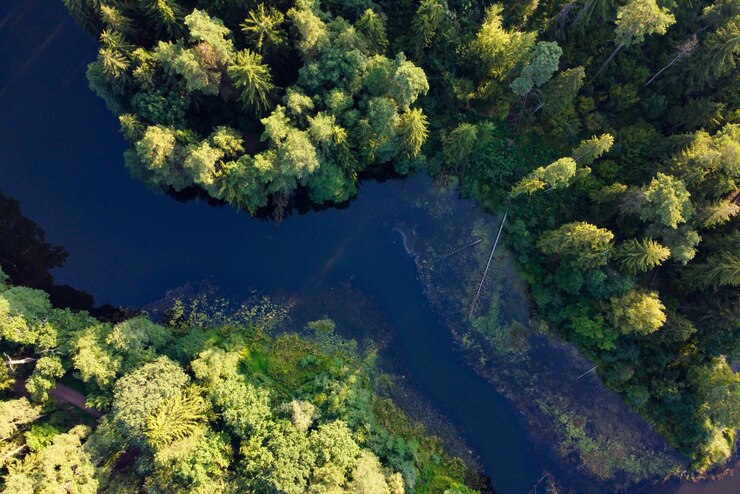 Vista aérea del río y el bosque verde